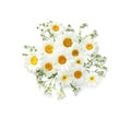 Beautiful chamomile flowers on white background Royalty Free Stock Photo