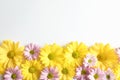 Beautiful chamomile flowers on white background Royalty Free Stock Photo