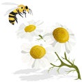 Beautiful chamomile flowers on white background. Vector illustration of medical herb with honey bee Royalty Free Stock Photo