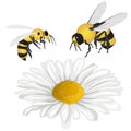 Beautiful chamomile flowers on white background. Vector illustration of medical herb with honey bee Royalty Free Stock Photo