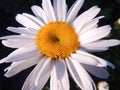 Wonderful sunny daisy