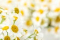 Beautiful chamomiles on background, closeup. Space for text Royalty Free Stock Photo