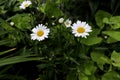 Beautiful chamomiles in garden with green plants Royalty Free Stock Photo