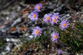 Beautiful chamomiles on a mountain slope.