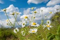 Beautiful chamomiles on a sky background Royalty Free Stock Photo