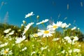 Beautiful chamomiles on a sky background Royalty Free Stock Photo