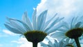 Beautiful chamomiles on a sky background. Royalty Free Stock Photo