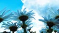 Beautiful chamomiles on a sky background. Royalty Free Stock Photo