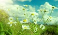 beautiful chamomiles on a sky background Royalty Free Stock Photo