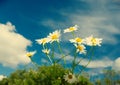 Beautiful chamomiles on a sky background Royalty Free Stock Photo