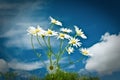 Beautiful chamomiles on a sky background Royalty Free Stock Photo