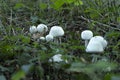 Beautiful champignon mushrooms edibles growing in the undergrowth in a forest. Vegetarian food