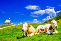 Beautiful chapel at the famous Kampenwand and brown cows, Bavaria, Germany Royalty Free Stock Photo