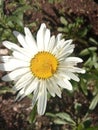 Beautiful charm of ornamental shasta daisy with flowers in bloom in the garden Royalty Free Stock Photo