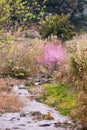 Pink peach blossom flowers blooming and stream