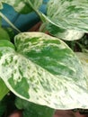 Beautiful and Charming Betel Leaf Pattern