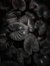 beautiful and charming dark leaves