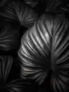 beautiful and charming dark leaves