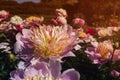 Beautiful and charming peonies on a warm summer day in the park, with warm rays from the sun. Floral background