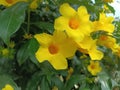 Beautiful and charming yellow Alamanda flowers decorate city parks