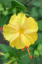 Beautiful and Charming Yellow Flowers