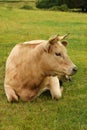Beautiful Charolais Cow