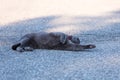 Beautiful Chartreux adult cat lying down on its side stretching