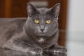 Beautiful Chartreux breed cat