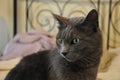 beautiful chartreux cat at home