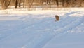 Beautiful, cheerful and kind golden dog, runs through white snowdrifts in a park in the winter. Slow Motion.