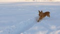 Beautiful, cheerful and kind golden dog, runs through white snowdrifts in a park in the winter. Slow Motion.