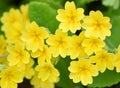 Beautiful and Cheering The Common Primrose - Primula Vulgaris