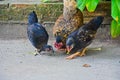 Hen teach her chicks to find food