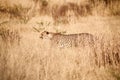 Cheetah, Acinonix jubatus in african savannah.