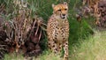 Beautiful cheetah creeps through undergrowth hunting for food