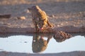 Beautiful cheetah drinking water from a small pond with its reflection in the water