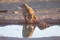 Beautiful cheetah drinking water from a small pond with its reflection in the water