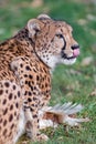 Beautiful cheetah eating its prey