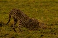 Cheetah eating