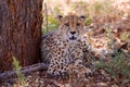 Beautiful cheetah etosha
