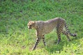 Beautiful cheetah fast dangerous wild stealth carnivorous hunter