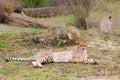 Beautiful Cheetah Gepard, Acinonyx jubatus