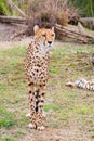 Beautiful Cheetah Gepard, Acinonyx jubatus Royalty Free Stock Photo