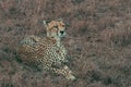 Beautiful cheetah lady resting in savannah grass Royalty Free Stock Photo