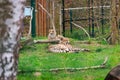 Beautiful cheetah lying down in the zoo