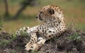 Beautiful cheetah male lying on ground among the green grass in African Savannah, Kenya Royalty Free Stock Photo