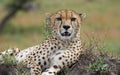Beautiful cheetah male lying on ground among the green grass in African Savannah, Kenya Royalty Free Stock Photo
