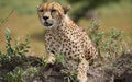 Beautiful cheetah male lying on ground among the green grass in African Savannah, Kenya Royalty Free Stock Photo