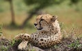 Beautiful cheetah male lying on ground among the green grass in African Savannah, Kenya Royalty Free Stock Photo