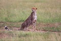 A beautiful cheetah at the masai mara